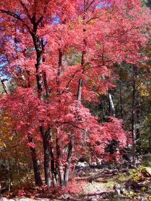 maples in Cave Creek Canyon