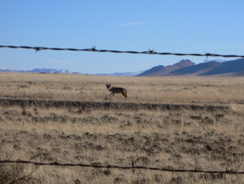 Coyote by the Animas Road