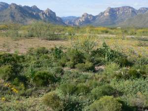 Entrance to Cave Creek Canyon