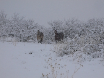 Horses in the Snow