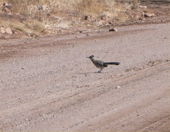 Road Runner on Eagle Path